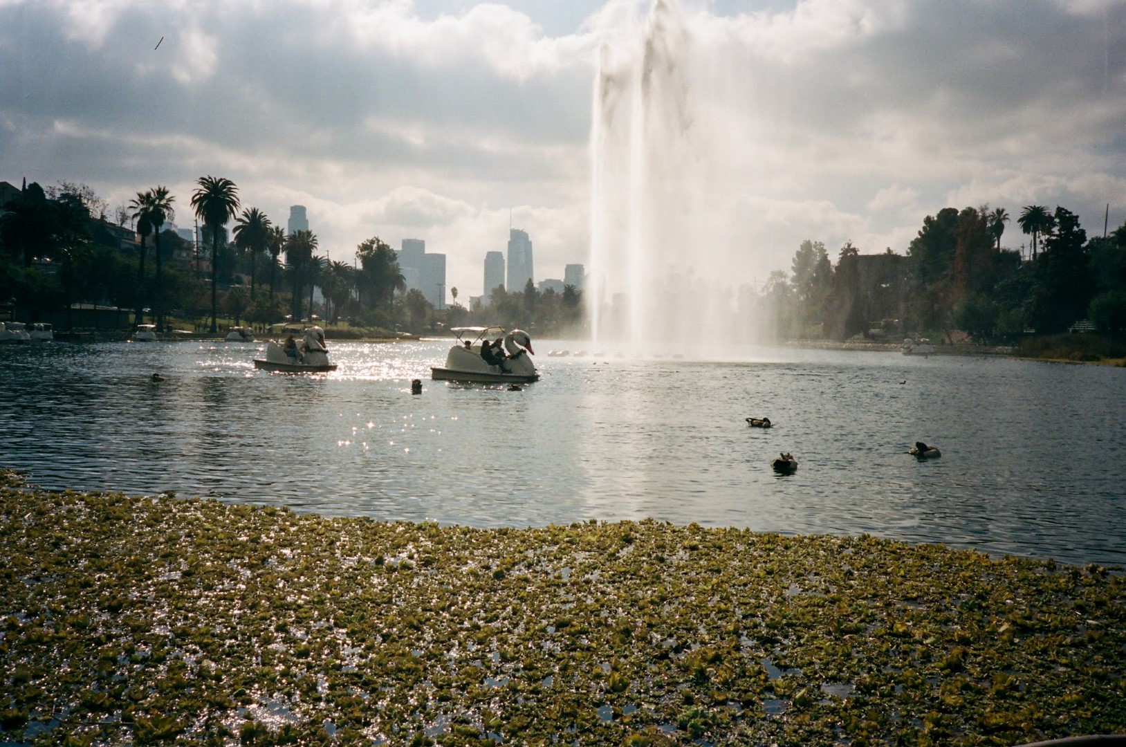 A photograph shows the Echo Park lake with a fountain spraying water high into the air. Two swan-shaped paddle boats with people inside are on the water, along with several ducks. The foreground is filled with a dense patch of green and gold algae or water plants. In the background, palm trees line the far shore, with the downtown Los Angeles skyline visible in the distance under a partially cloudy sky.