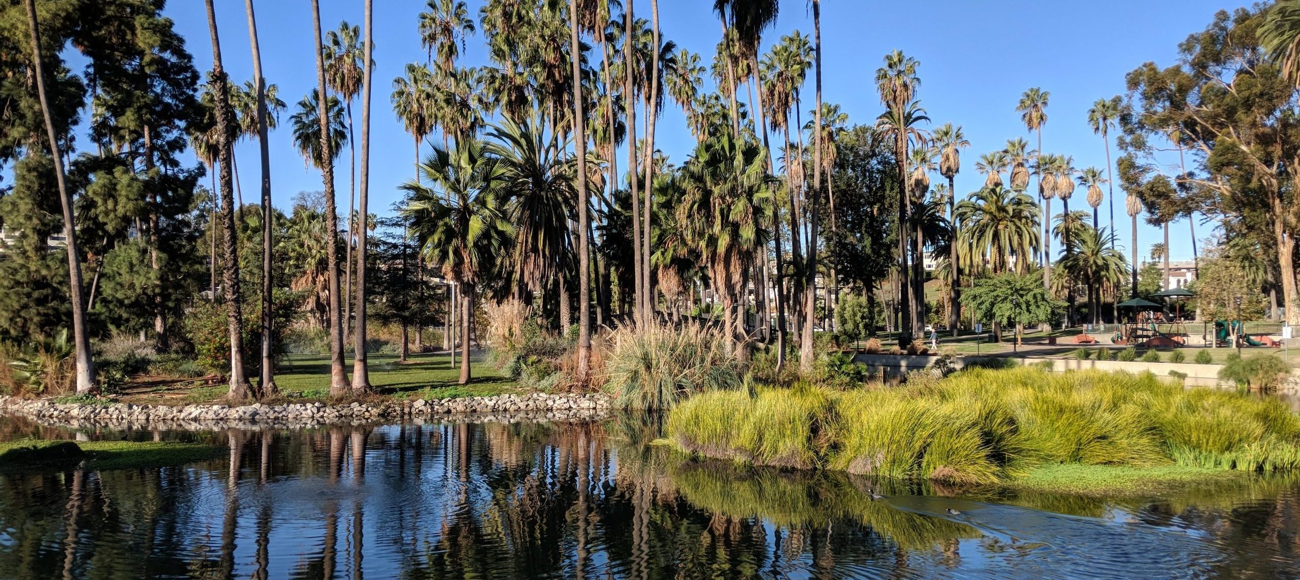 Palm trees and other greenery reflected in a calm pond, with landscaped grass, rocks, and vegetation along the water’s edge under a clear blue sky.
